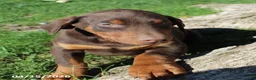 Doberman Pinscher dogs for sale: Rascal - Ad 5