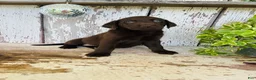 Labrador Retriever dogs for sale: Sadie - Ad 6