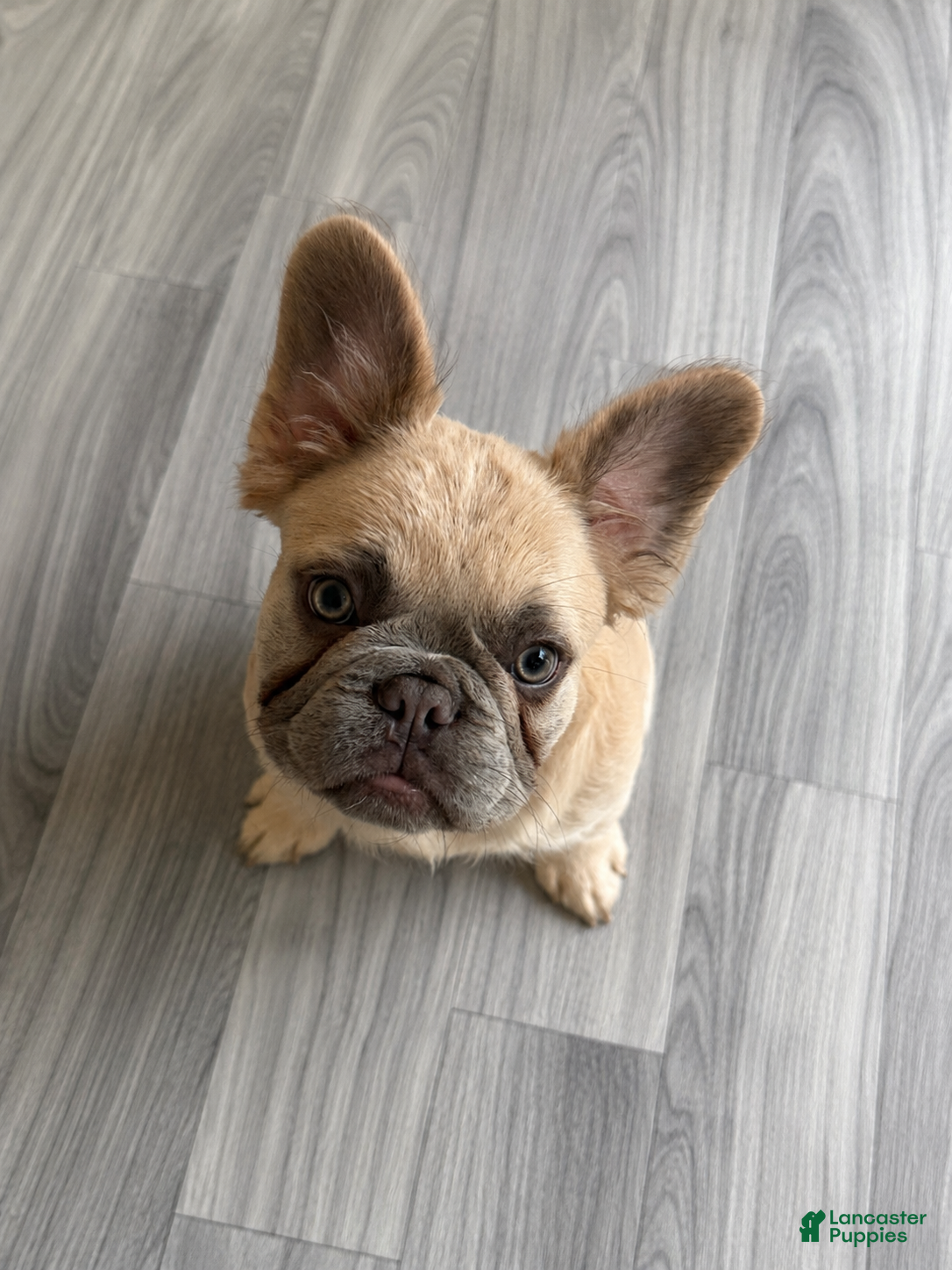 French Bulldog dogs French Bulldog Puppy 3 - Ad 2