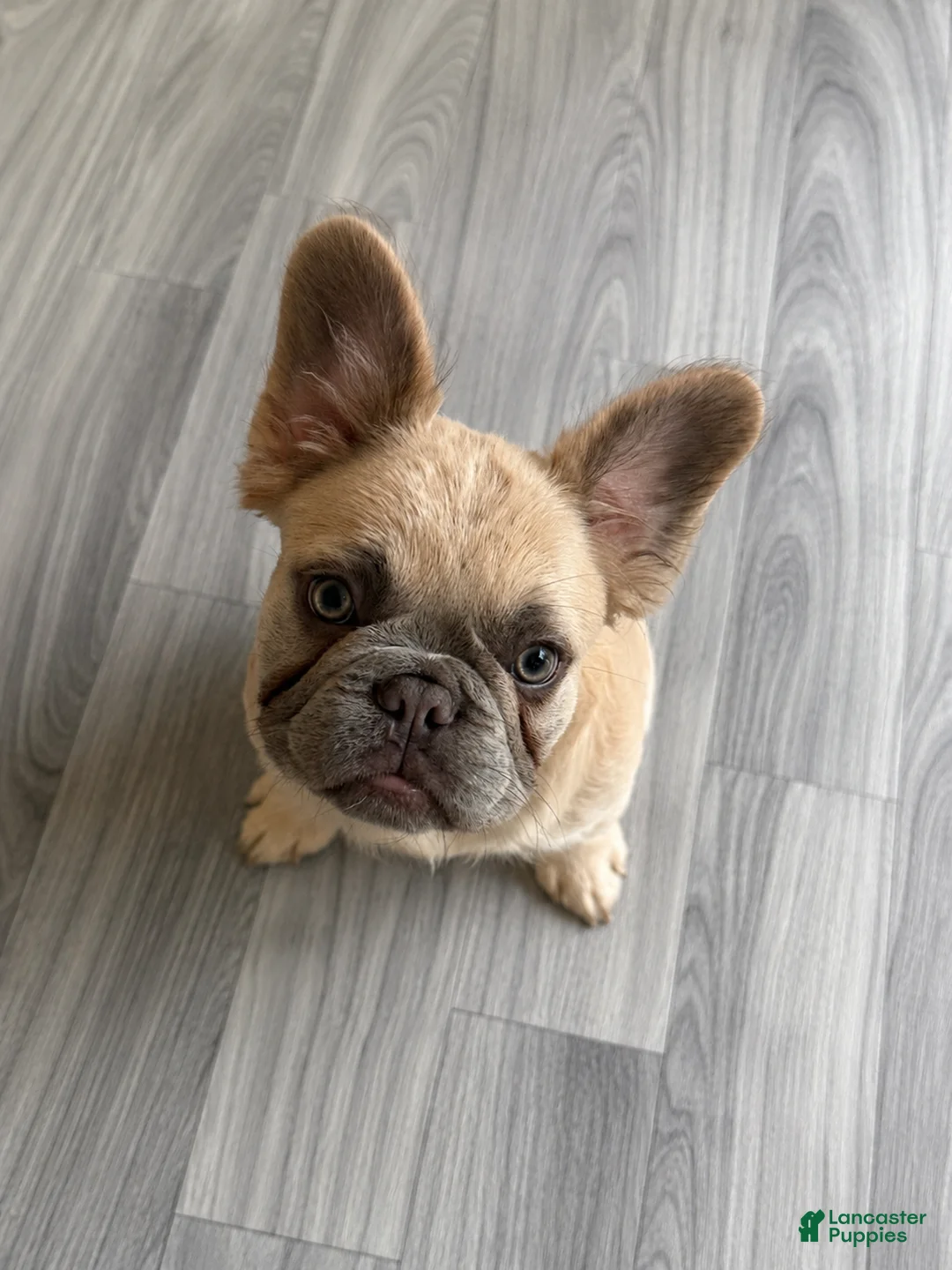 French Bulldog dogs for sale: French Bulldog Puppy 3 - Ad 2