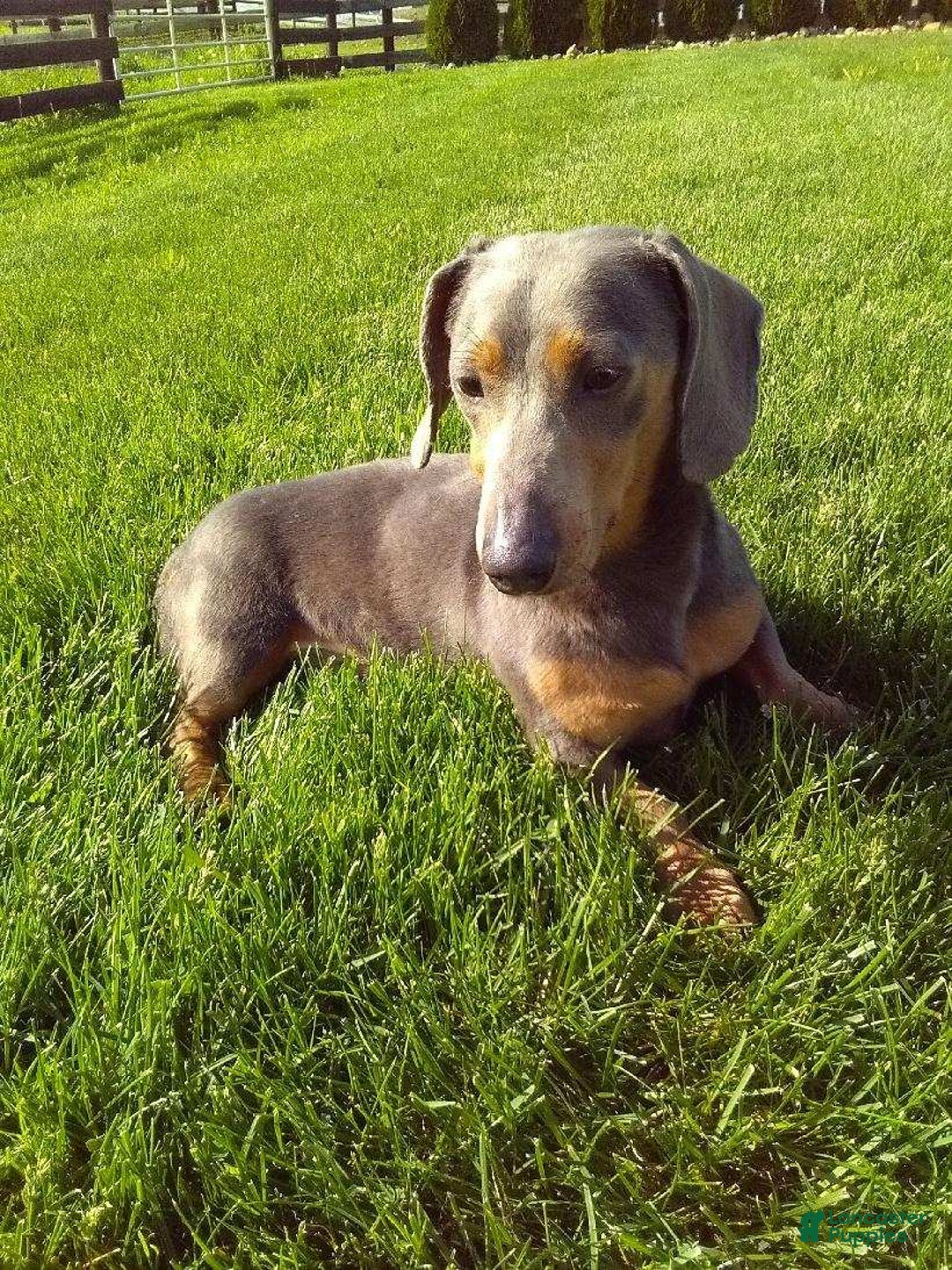 Miniature Dachshund dogs for sale: Bella - Ad 15