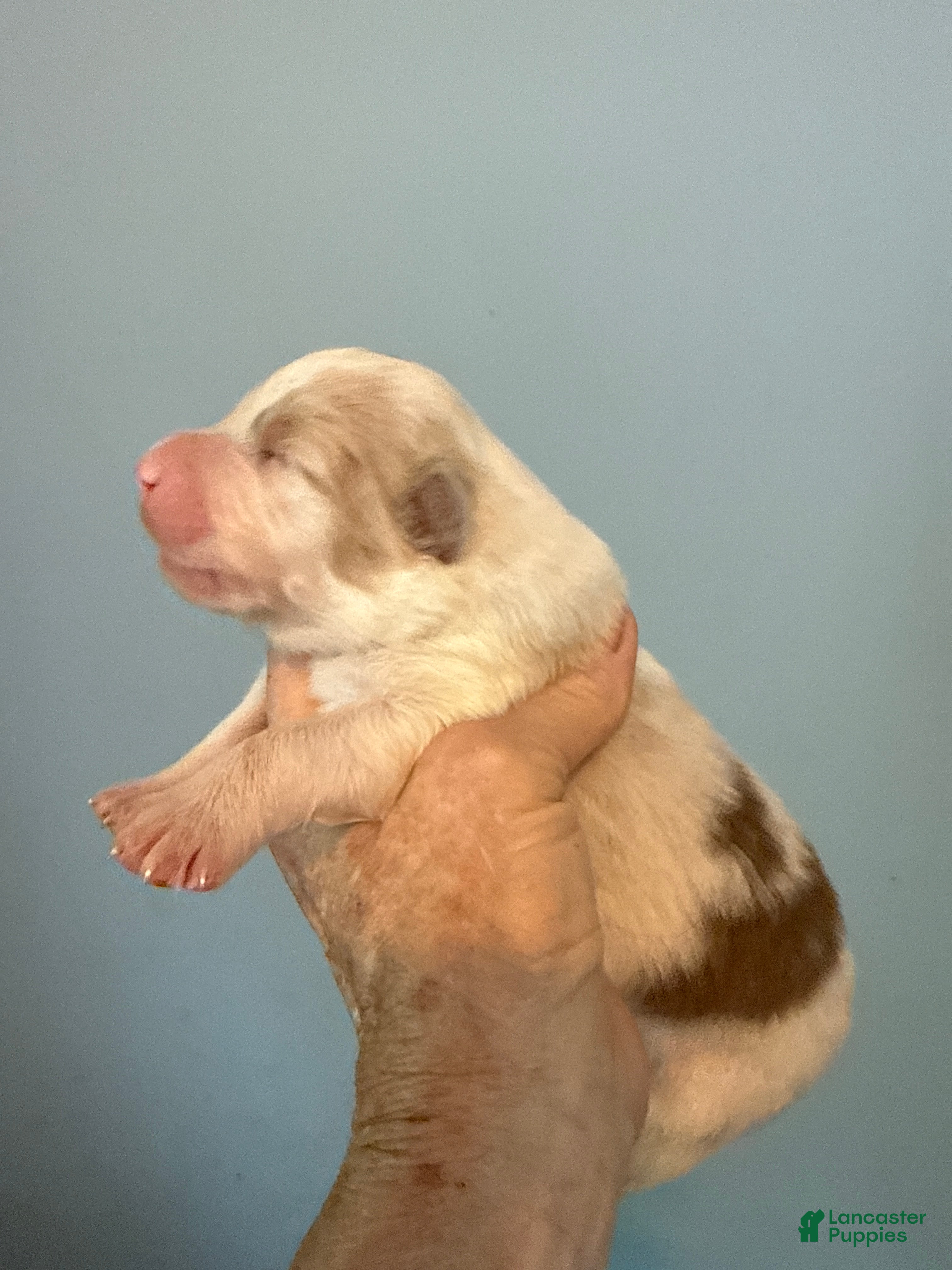 Australian Shepherd dogs Australian Shepherd Puppy 3 - Ad 42