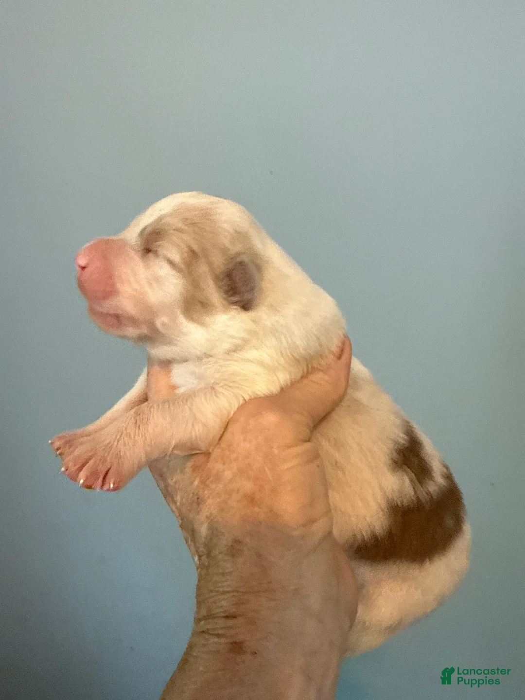 Australian Shepherd dogs for sale: Australian Shepherd Puppy 3 - Ad 1