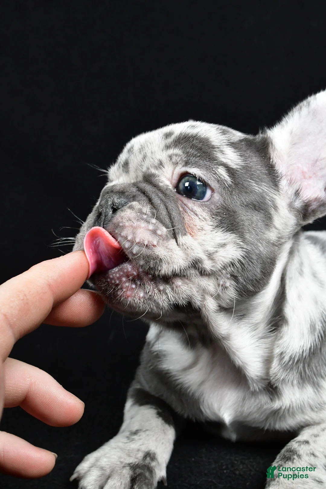 French Bulldog dogs for sale: Bella - Ad 10