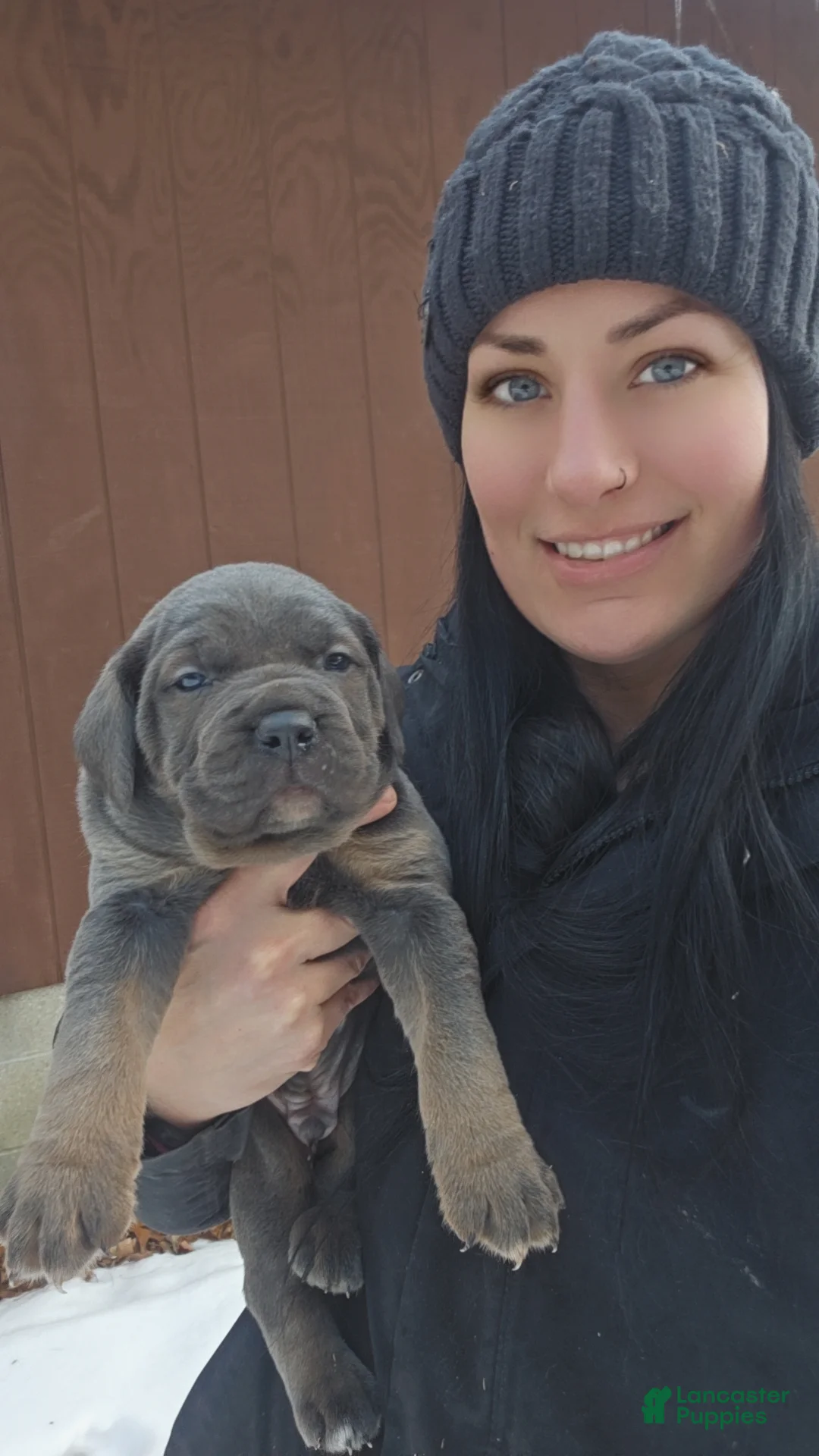 Cane Corso dogs for sale: Luigi  - Ad 8
