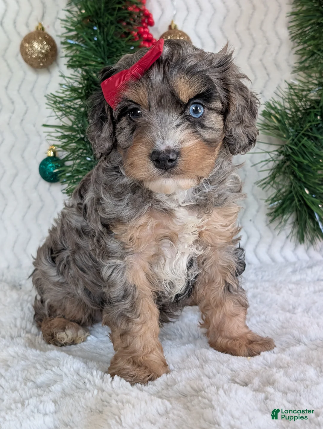 Cavapoo dogs for sale: Nemo - Ad 22