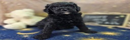 Cockapoo dogs for sale: Crescent - Ad 18
