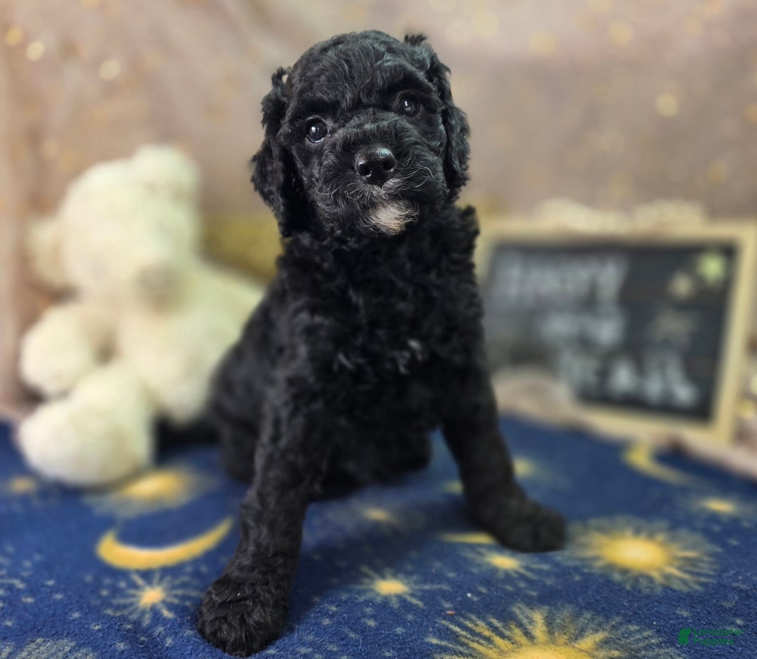 Cockapoo dogs for sale: Crescent - Ad 18