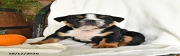 English Bulldog dogs for sale: Pumpkin - Ad 4