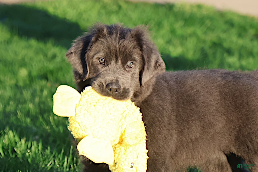 Newfoundland dogs for sale: Tina - Ad 2