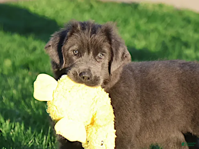 Newfoundland dogs for sale: Tina - Ad 2