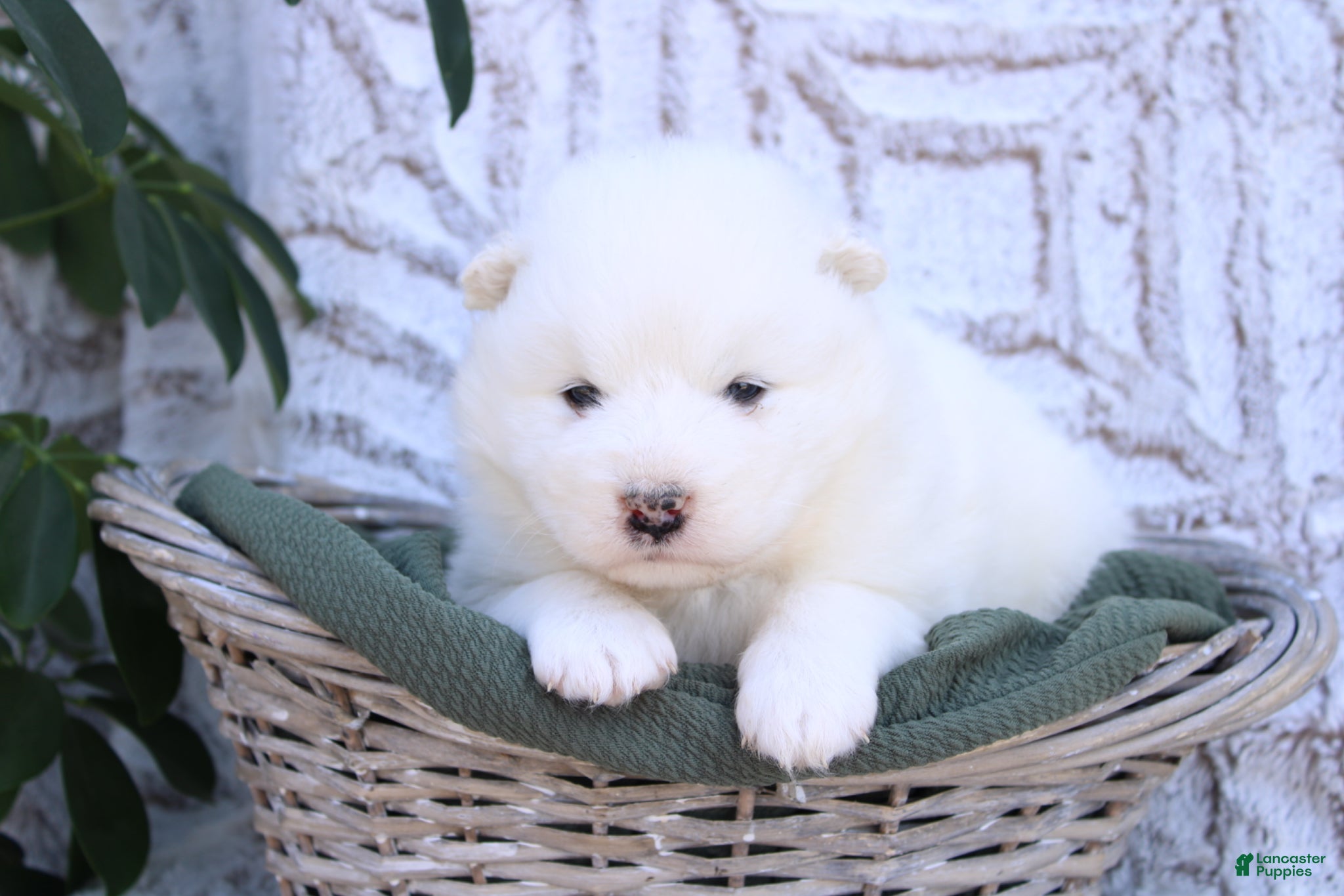 Samoyed dogs Samoyed Puppy 5 - Ad 8
