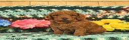 Mini Goldendoodle dogs for sale: Professor - Ad 2