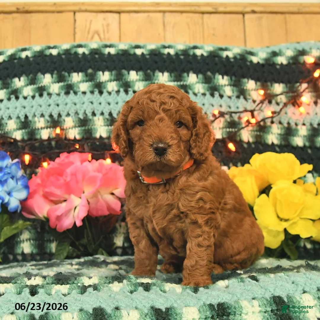 Mini Goldendoodle dogs for sale: Professor - Ad 2