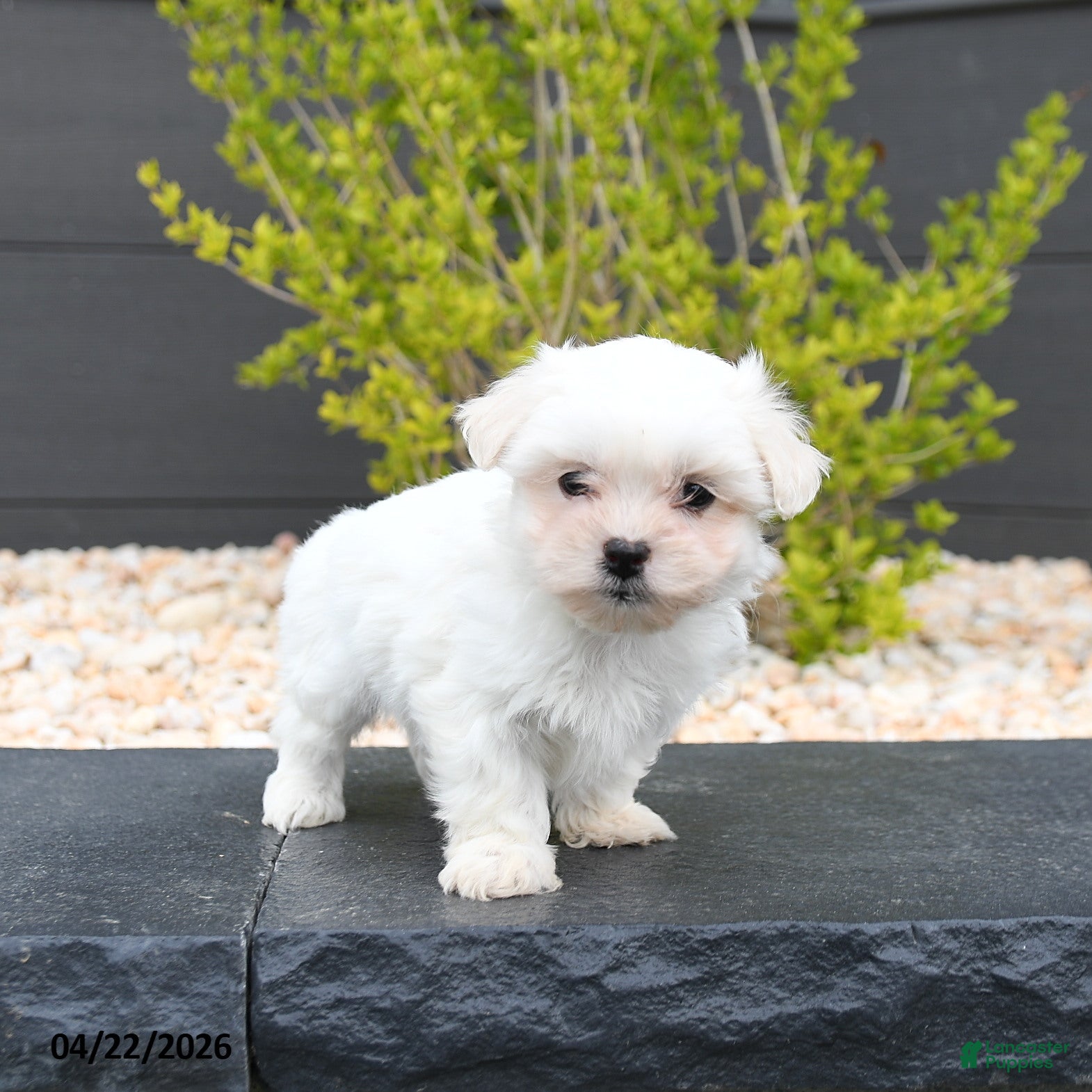 Mixed Breed dogs for sale: Coconut - Ad 1