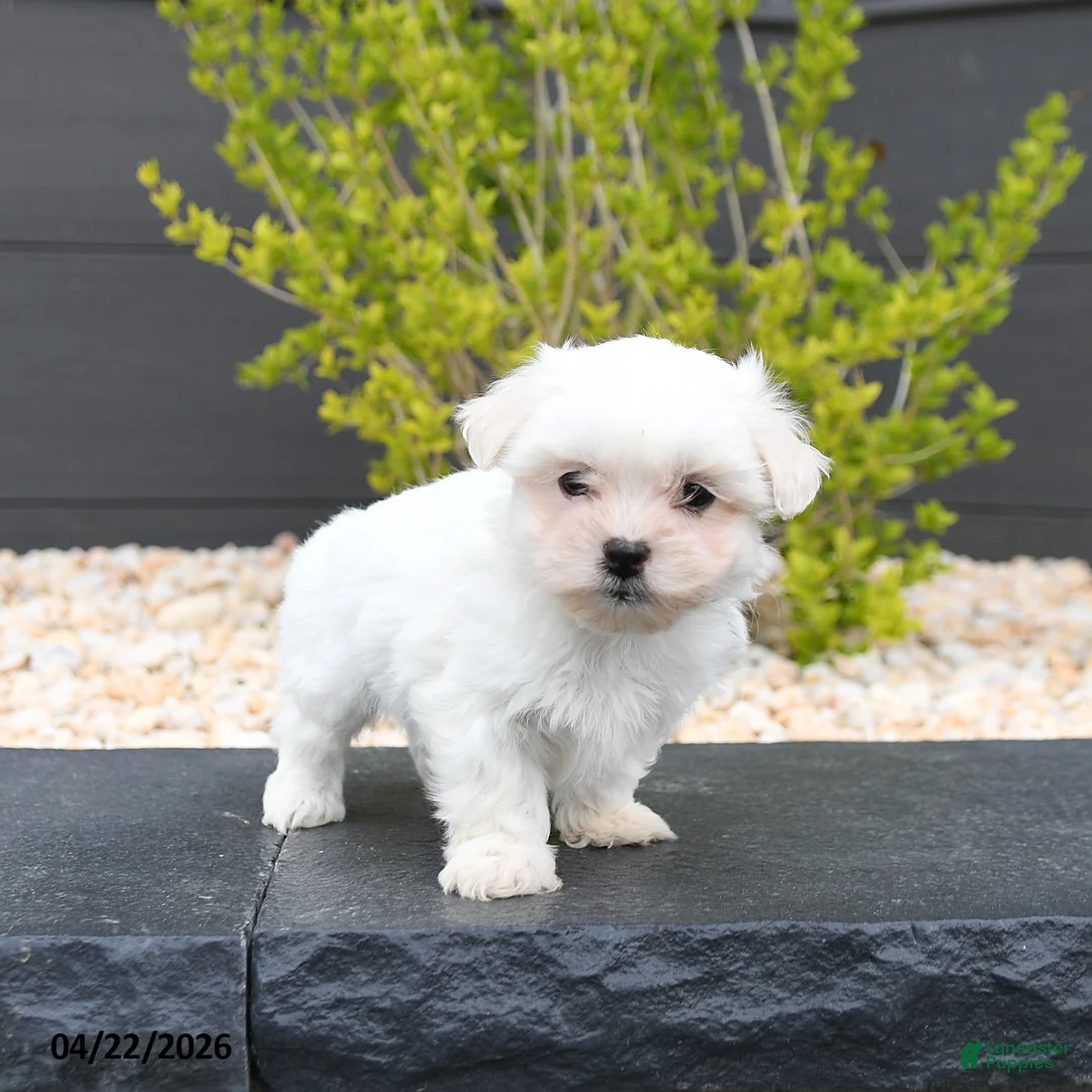 Mixed Breed dogs for sale: Coconut - Ad 2