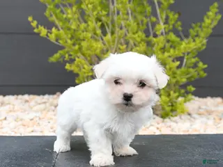 Mixed Breed dogs for sale: Coconut - Ad 1
