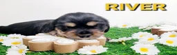 Miniature Dachshund dogs for sale: River - Ad 13