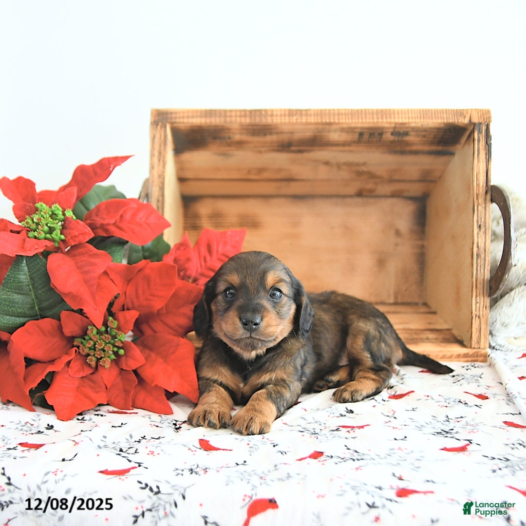 Miniature Dachshund dogs for sale: Carson - Ad 2