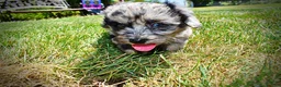 Havapoo dogs for sale: Indy - Ad 18