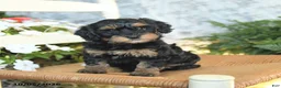 Havapoo dogs for sale: Emerald - Ad 1