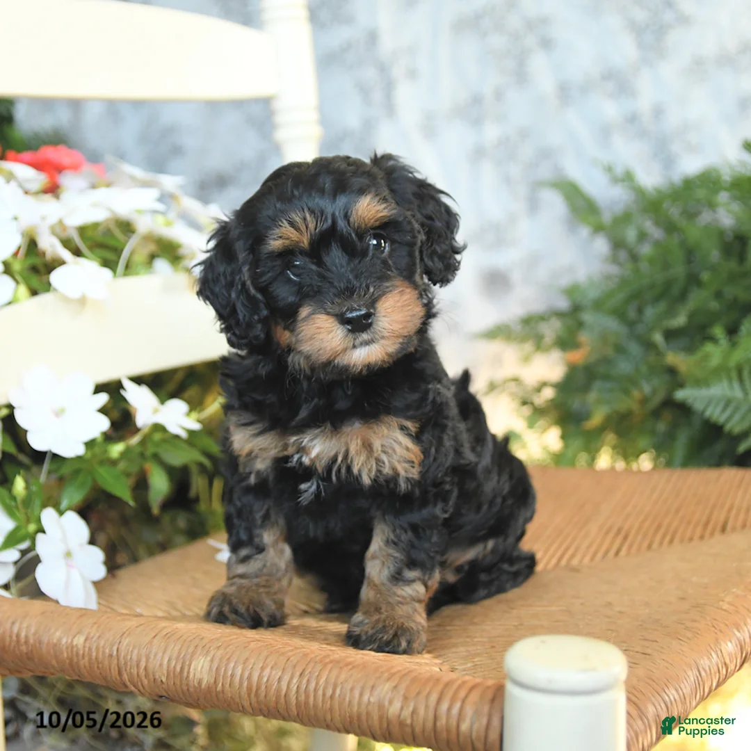 Havapoo dogs for sale: Emerald - Ad 1