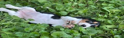 Basset Hound dogs for sale: Daisy  - Ad 11