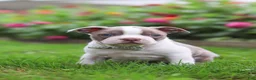 Boston Terrier dogs for sale: Sonny - Ad 6