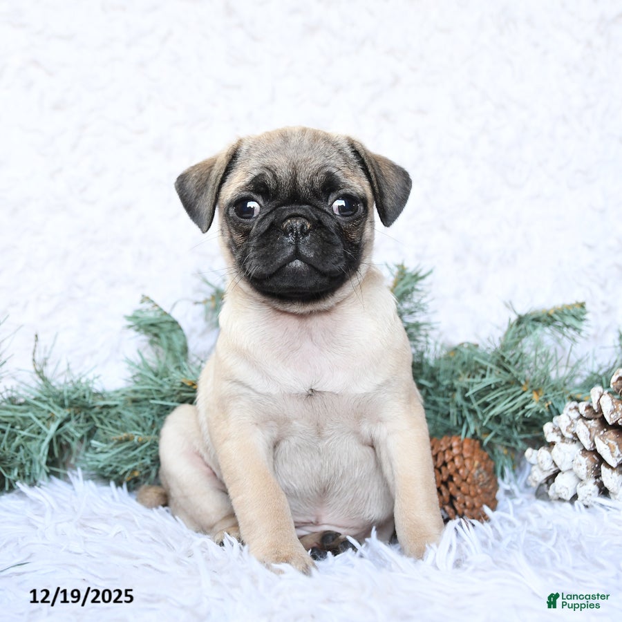 Pug dogs Pixie - Ad 39