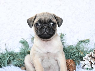 Pug dogs Pixie - Ad 38