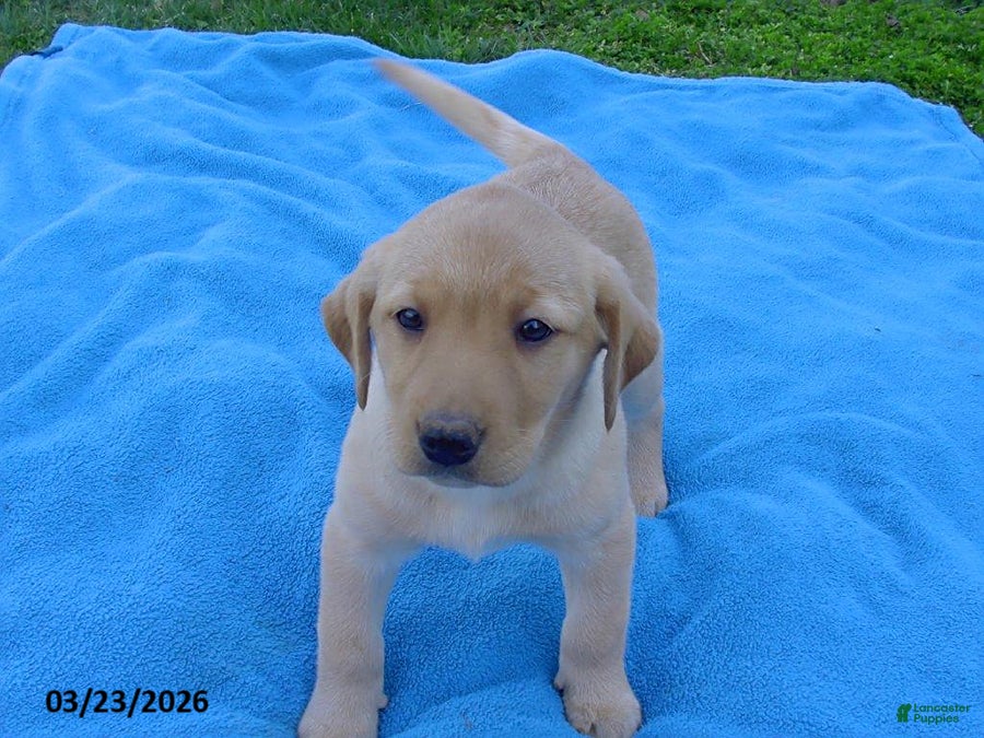 Labrador Retriever dogs Birdie - Ad 1