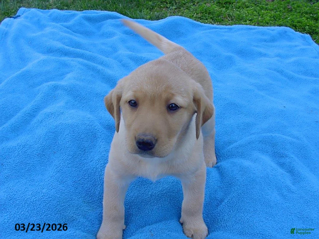 Labrador Retriever dogs for sale: Birdie - Ad 1