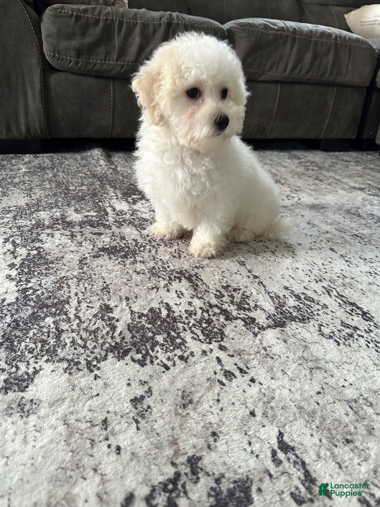 Bichpoo dogs wendy - Ad 26