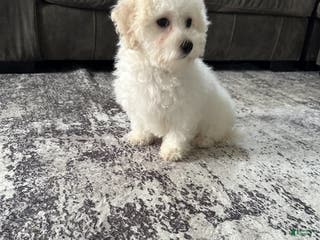 Bichpoo dogs wendy - Ad 34