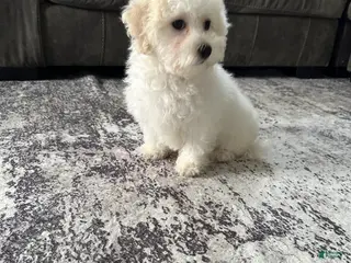 Bichpoo dogs wendy - Ad 42