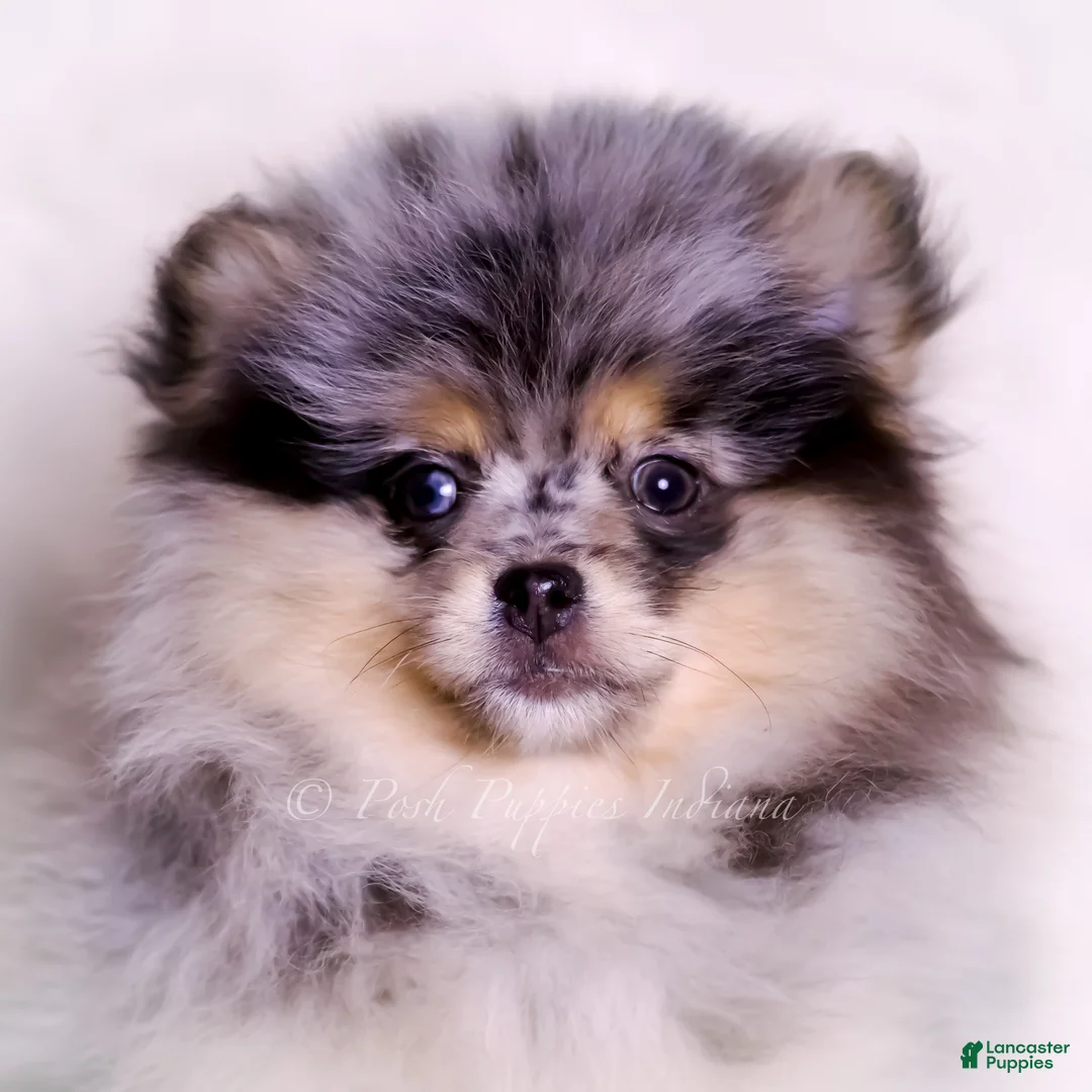 Pomeranian dogs for sale: Keeko - Ad 5