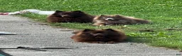 Pomeranian dogs for sale: Pomeranian 3 - Ad 6