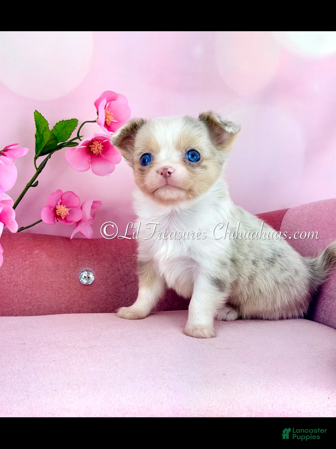 Chihuahua dogs for sale: Chihuahua Puppy 2 - Ad 1