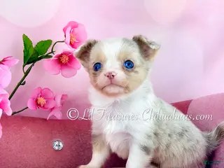 Chihuahua dogs Chihuahua Puppy 2 - Ad 29