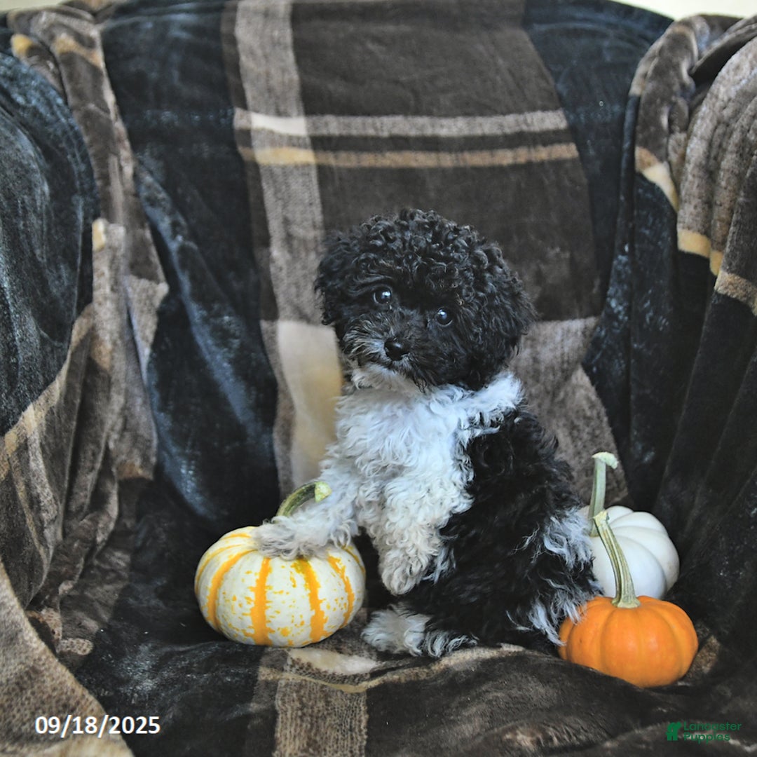 Toy Poodle dogs for sale: Kody - Ad 19