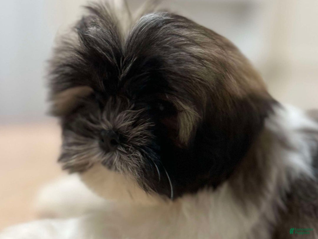 Shih Tzu dogs for sale: Aria - Ad 1