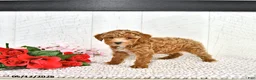 Miniature Poodle dogs for sale: Ranae - Ad 10