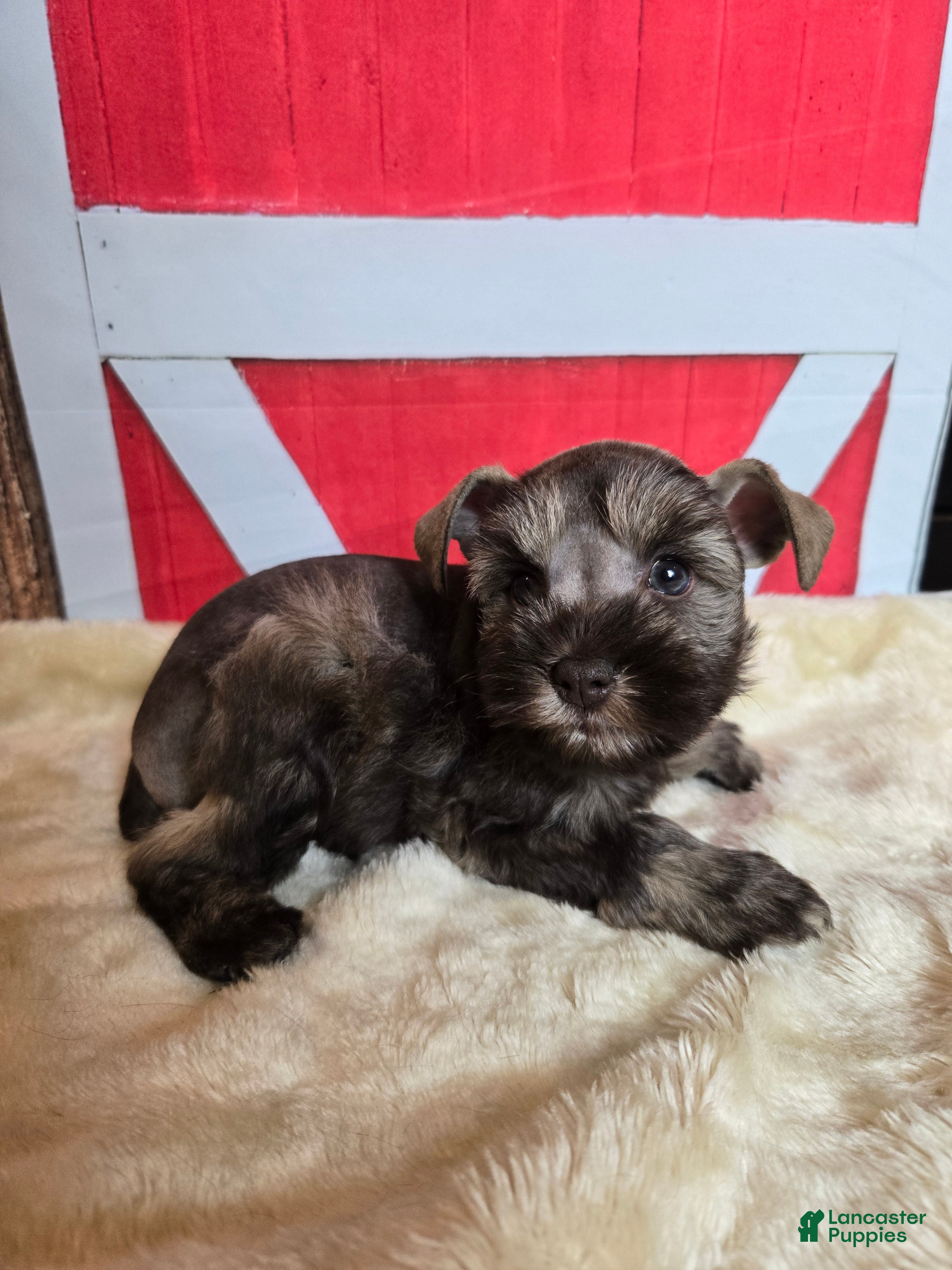 Miniature Schnauzer dogs Celia - Ad 1