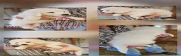 Great Pyrenees dogs for sale: Great Pyrenees Puppy 1 - Ad 15