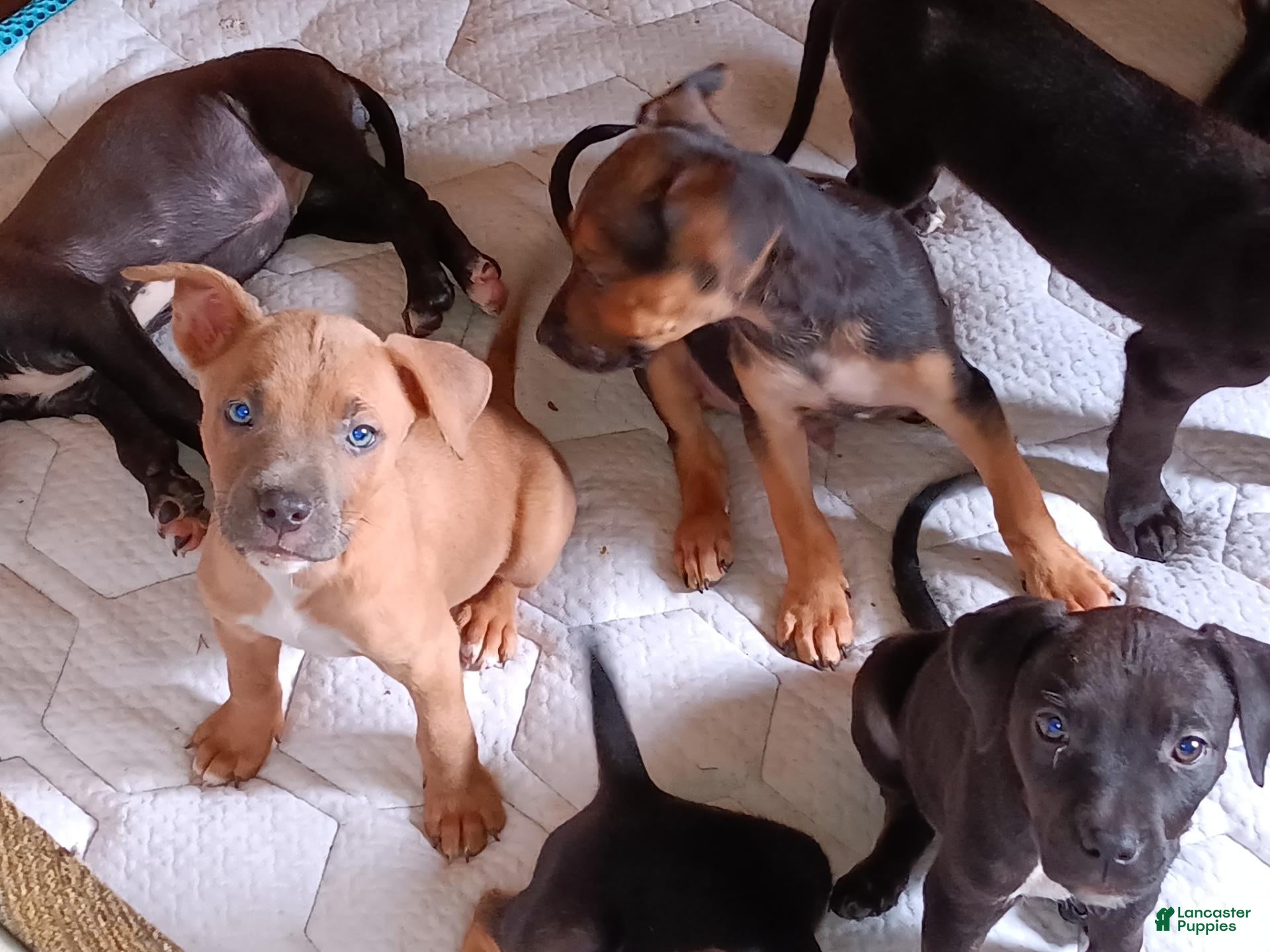 Mixed Breed dogs Mixed Breed 10 - Ad 15