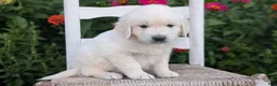 Golden Retriever dogs for sale: Brody - Ad 7