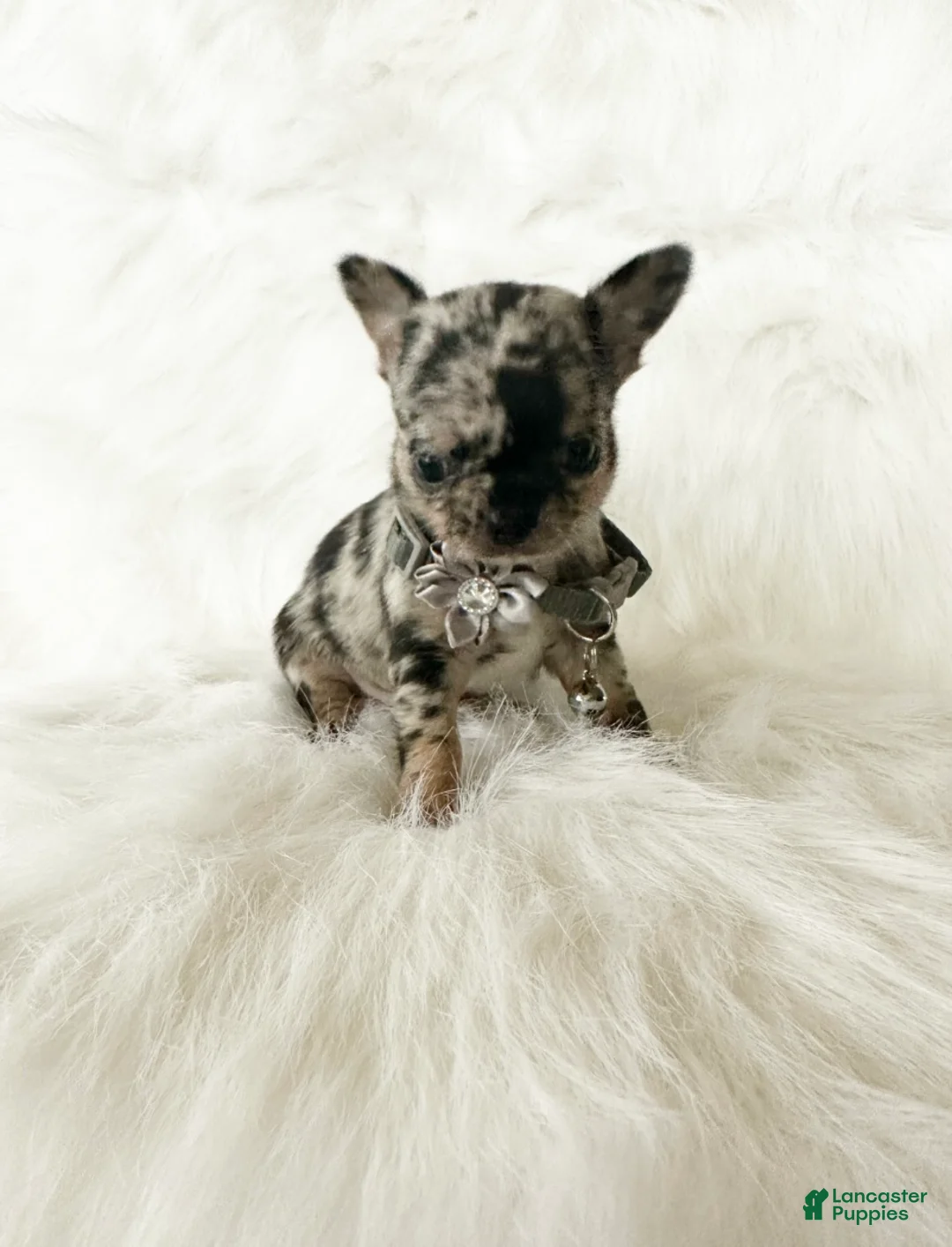 Chihuahua dogs for sale: Stormie - Ad 10
