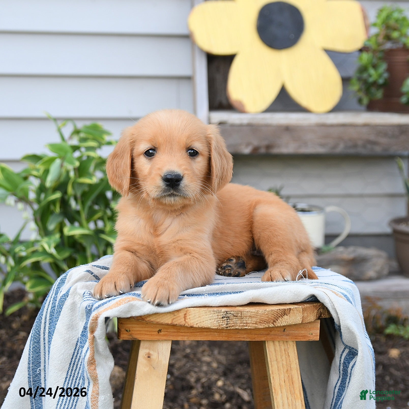 Golden Retriever dogs Sari - Ad 1