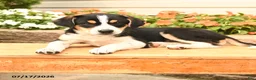 Teddy Roosevelt Terrier dogs for sale: Rover - Ad 3