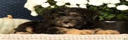 Yorkiepoo dogs for sale: Lonas - Ad 6